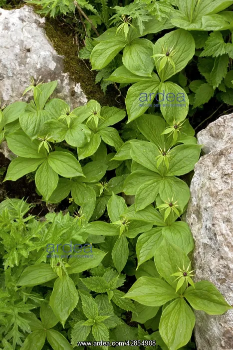 : Group of Herb Paris - in limestone crevice : Group of Herb Paris - in limestone crevice