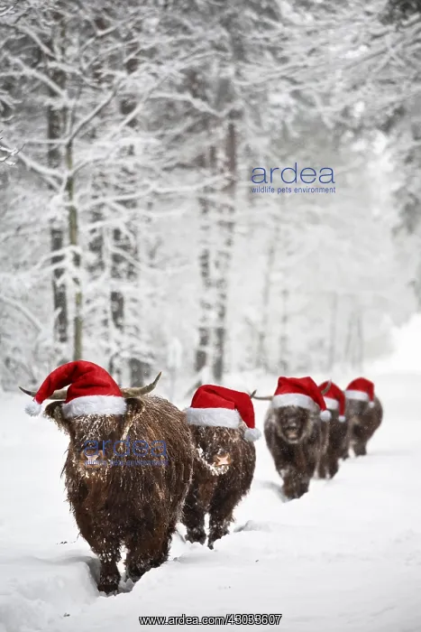 : Group of Highland Cows walking through the snow : Group of Highland Cows walking through the snow
