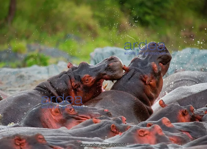 : Group of hippopotamus (Hippopotamus amphibius) a : Group of hippopotamus (Hippopotamus amphibius) a