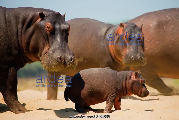 : Group of hippos (Hippopotamus amphibius) are sta : Group of hippos (Hippopotamus amphibius) are sta
