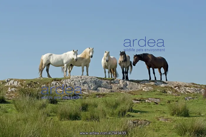 : Group of horses on hill top : Group of horses on hill top