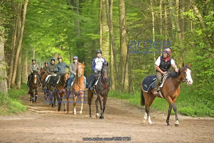  : Group of horses & riders - on bridle path in woods