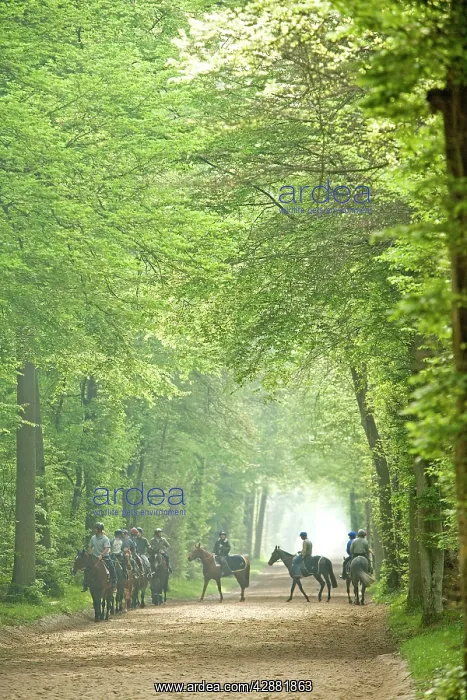 : Group of horses & riders - on bridle path in woods : Group of horses & riders - on bridle path in woods