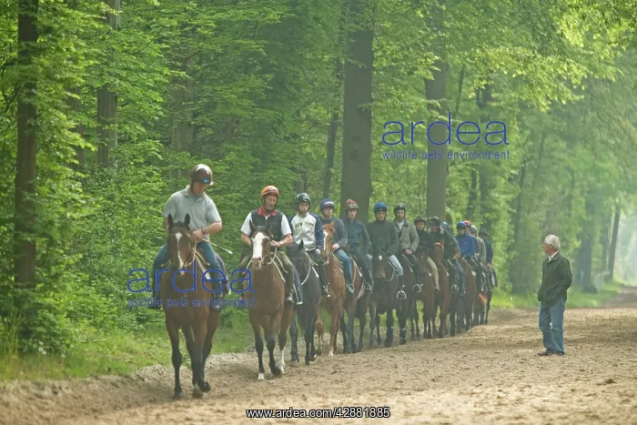 : Group of horses & riders - on bridle path in woods : Group of horses & riders - on bridle path in woods
