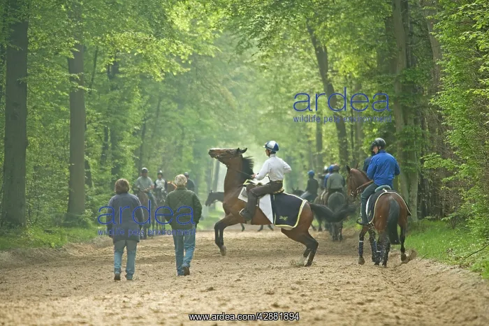 : Group of horses & riders - on bridle path in woods : Group of horses & riders - on bridle path in woods