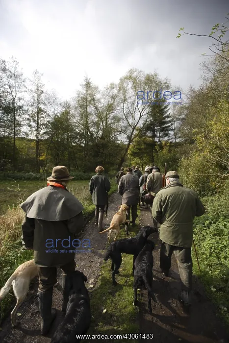 : Group of hunters with their labradors during hunt time : Group of hunters with their labradors during hunt time