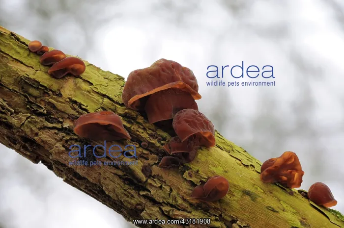 : group of Jew's ear fungus : group of Jew's ear fungus
