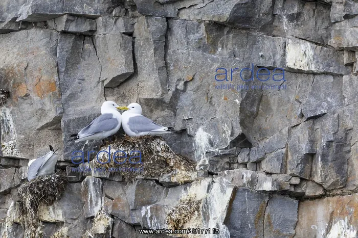 : Group of kittiwakes (Rissa tridactyla) in a field wall : Group of kittiwakes (Rissa tridactyla) in a field wall