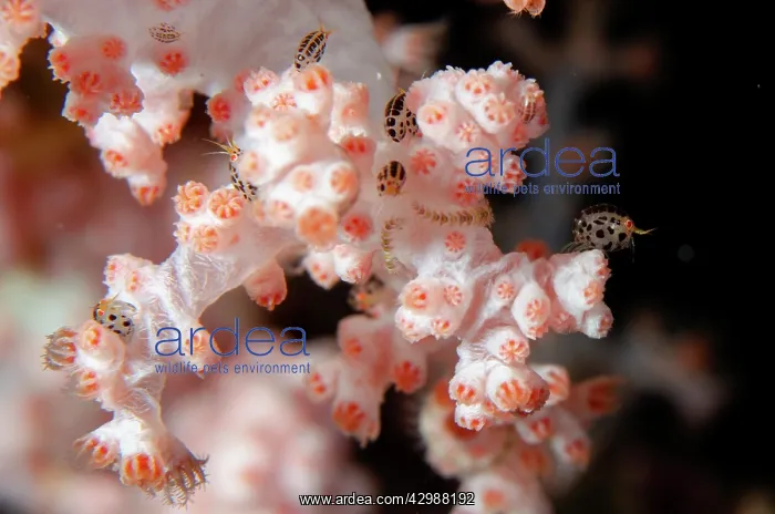 : Group of Ladybug Amphipods on coral - Emerald dive : Group of Ladybug Amphipods on coral - Emerald dive