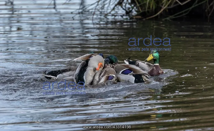 : Group of male Mallard, Anas platyrhynchos, attem : Group of male Mallard, Anas platyrhynchos, attem