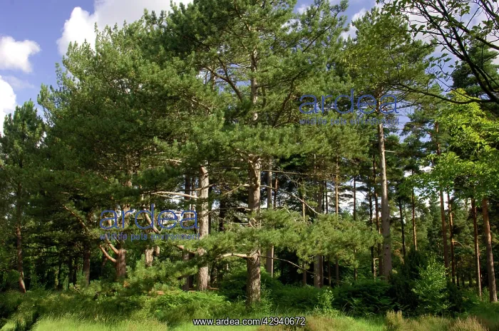 : A group of Maritime / Corsican Pine in Bedgebury Pinetum : A group of Maritime / Corsican Pine in Bedgebury Pinetum