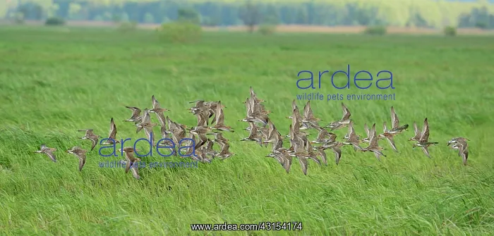: Ruff. Group of migrating male and female Ruffs (Philomachus pugnax) in flight : Ruff. Group of migrating male and female Ruffs (Philomachus pugnax) in flight