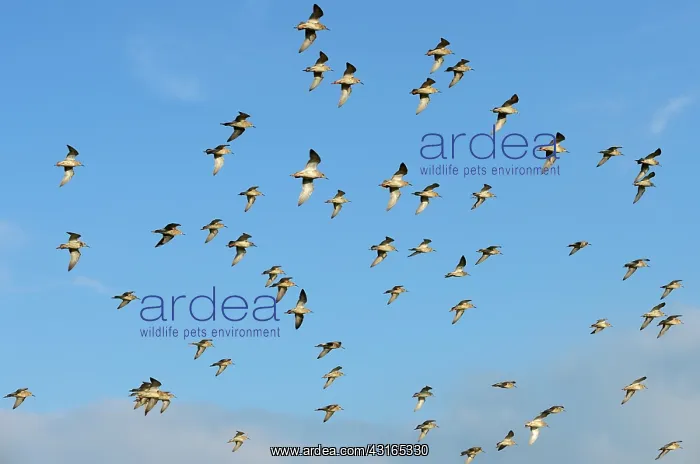  : Ruff. Group of migrating male and female Ruffs 