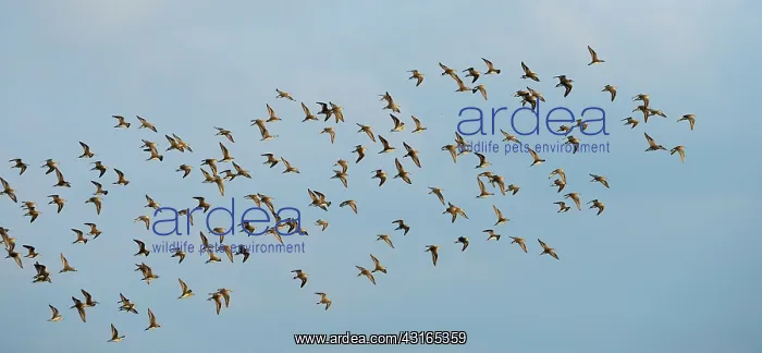 : Ruff. Group of migrating male and female Ruffs : Ruff. Group of migrating male and female Ruffs