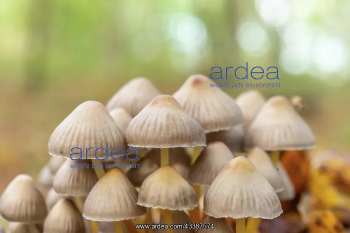 : Group of mushrooms in the forest in autumn. Alsace : Group of mushrooms in the forest in autumn. Alsace