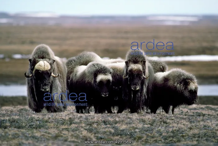 : Group of Muskox : Group of Muskox