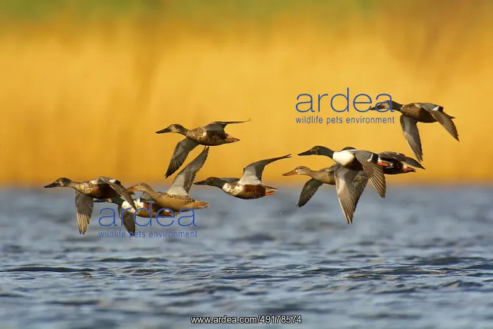 : A group of northern shovelers in flight : A group of northern shovelers in flight