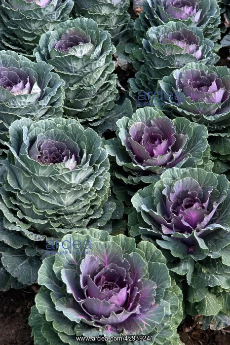 : Group of ornamental cabbage - used quite impressively : Group of ornamental cabbage - used quite impressively