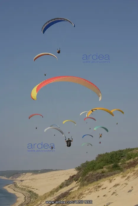 : Group of paragliders over the Bassin d'Arcachon : Group of paragliders over the Bassin d'Arcachon