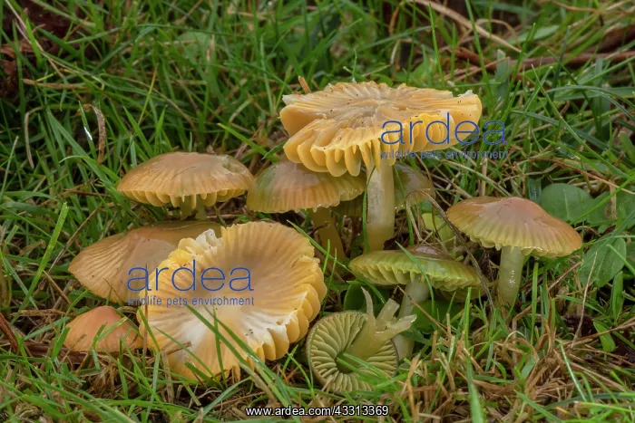 : Group of Parrot Waxcap, Gliophorus psittacinus : Group of Parrot Waxcap, Gliophorus psittacinus