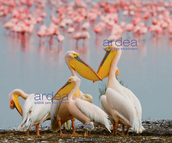 : Group of pelicans (Pelecanus onocrotalus) are si : Group of pelicans (Pelecanus onocrotalus) are si