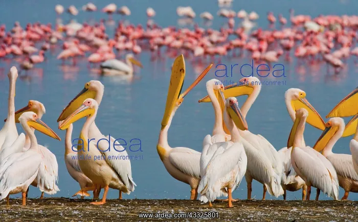 : Group of pelicans (Pelecanus onocrotalus) are si : Group of pelicans (Pelecanus onocrotalus) are si