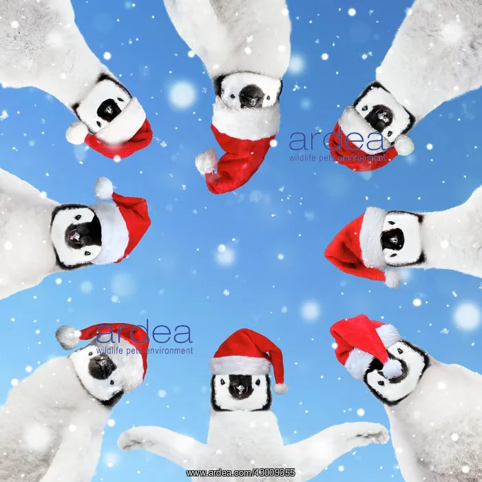 : Group of Penguins wearing Christmas hats in a : Group of Penguins wearing Christmas hats in a