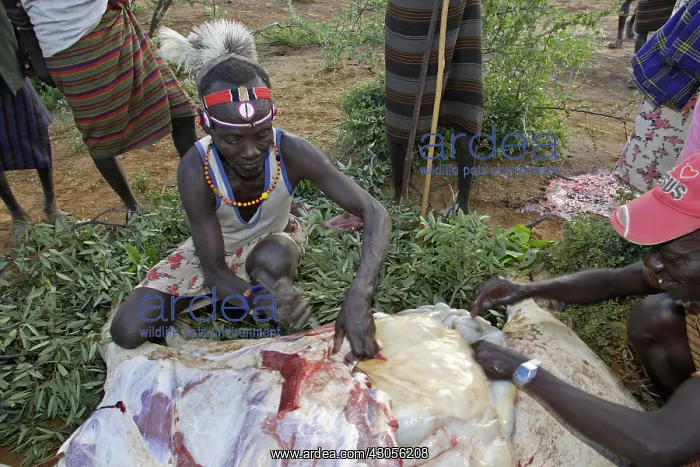 : Group of persons during the Pokot Sapana Ceremony Kenya : Group of persons during the Pokot Sapana Ceremony Kenya
