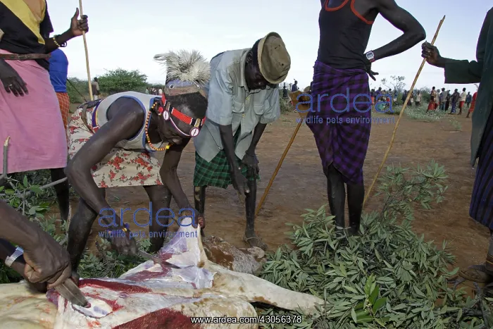 : Group of persons during the Pokot Sapana Ceremony Kenya : Group of persons during the Pokot Sapana Ceremony Kenya