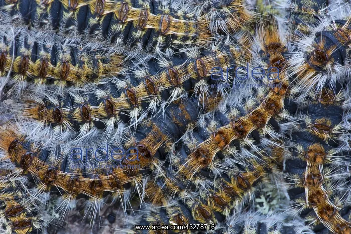 : Group of Pine Processionary Moth (Thaumetopoea : Group of Pine Processionary Moth (Thaumetopoea