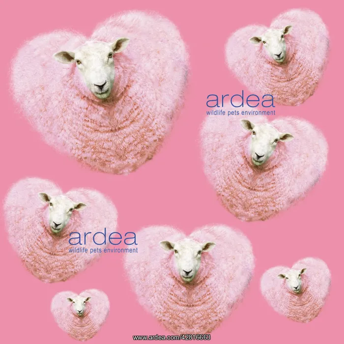 : Group of pink heart-shaped sheep background illustration : Group of pink heart-shaped sheep background illustration