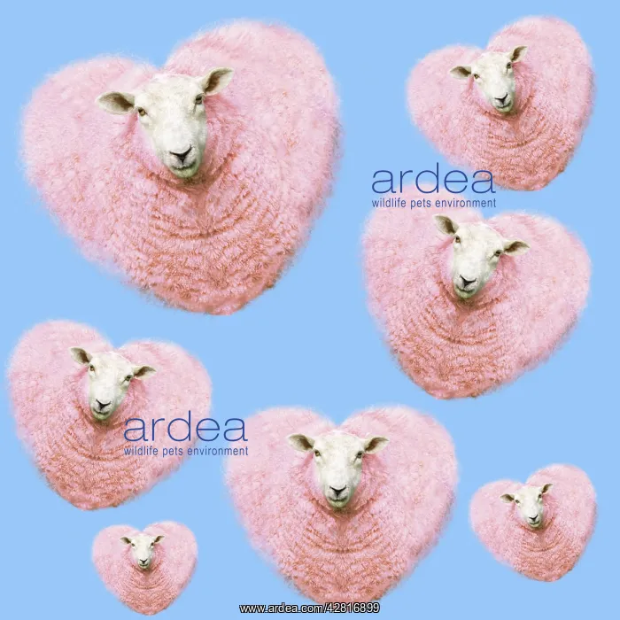 : Group of pink heart-shaped sheep background illustration : Group of pink heart-shaped sheep background illustration