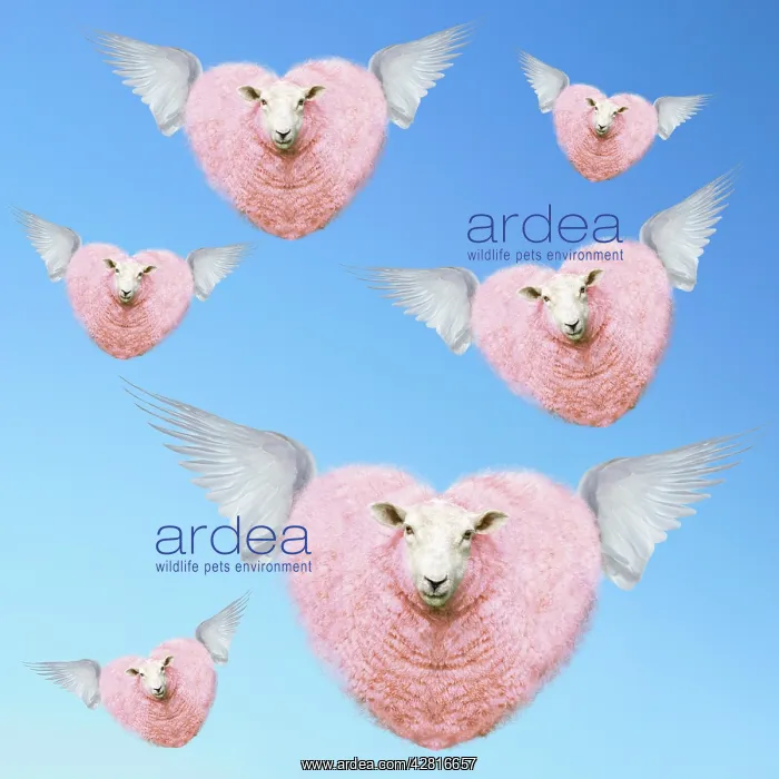  : Group of pink heart-shaped sheep flying with wings