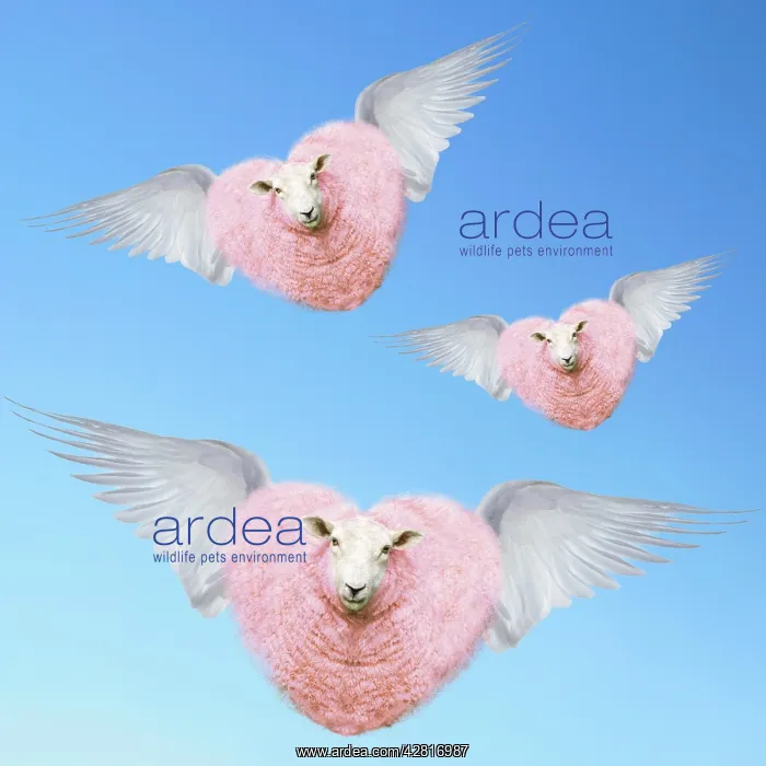 : Group of pink heart-shaped sheep flying with wings : Group of pink heart-shaped sheep flying with wings