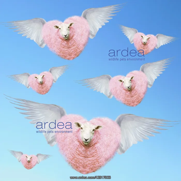: Group of pink heart-shaped sheep flying with wings : Group of pink heart-shaped sheep flying with wings