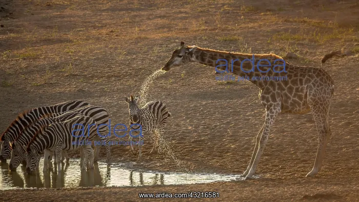 : Group of Plains zebras (Equus quagga burchellii) : Group of Plains zebras (Equus quagga burchellii)