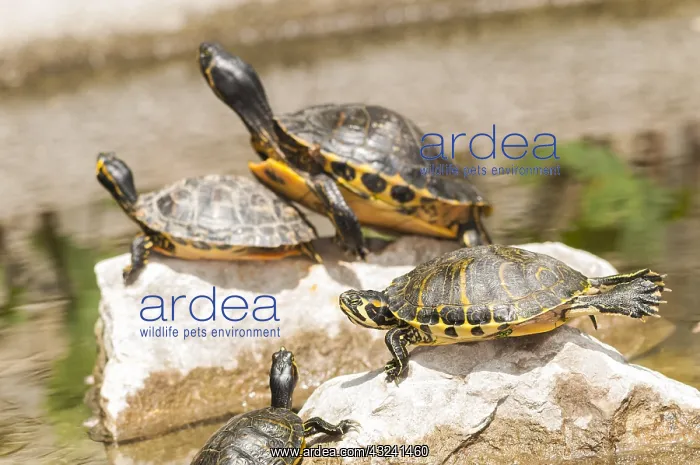 : A group of pond sliders (Trachemys scripta) basking on m : A group of pond sliders (Trachemys scripta) basking on m
