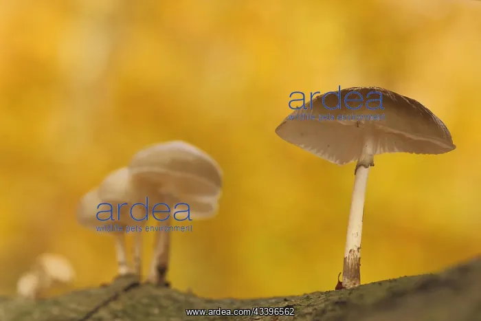 : Group porcelain fungus (Oudemansiella mucida) in : Group porcelain fungus (Oudemansiella mucida) in
