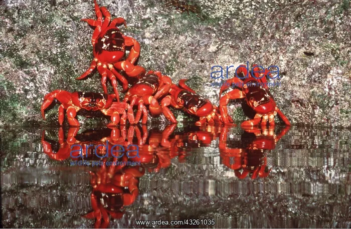 : GROUP OF RED CRABS -females about to spawn : GROUP OF RED CRABS -females about to spawn