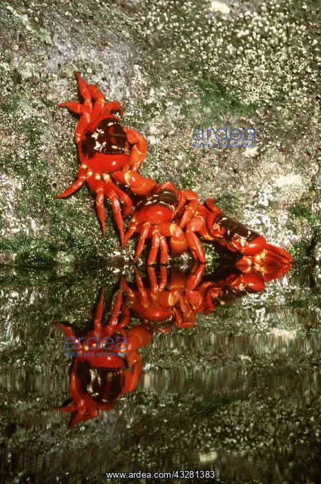 : GROUP OF RED CRABS - females about to spawn : GROUP OF RED CRABS - females about to spawn