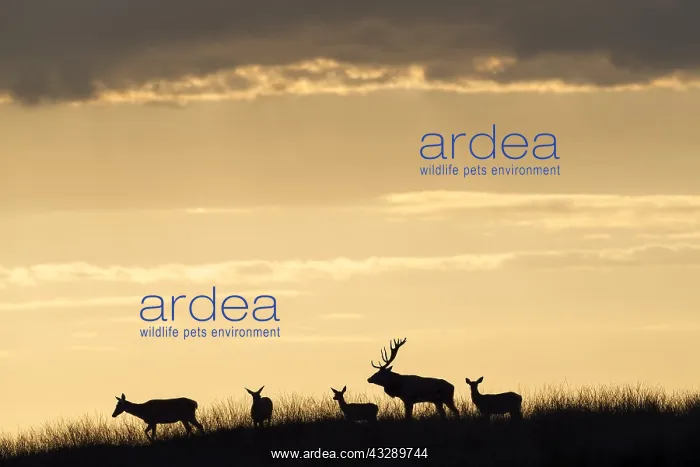 : Group of Red Deer (Cervus elaphus) walking on a : Group of Red Deer (Cervus elaphus) walking on a