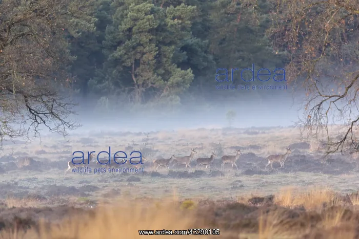 : group of Red Deer (Cervus elaphus) walking in a : group of Red Deer (Cervus elaphus) walking in a