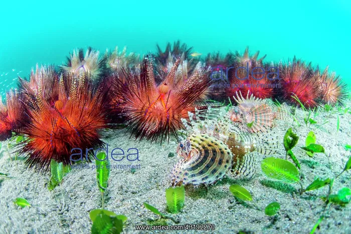 : Group of Red sea urchin (Astropyga radiata) and : Group of Red sea urchin (Astropyga radiata) and