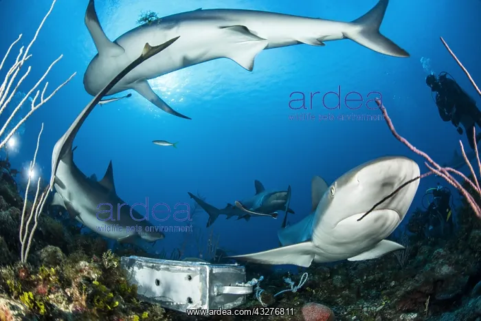 : Group of reef sharks (Carcharhinus perezi) and diver : Group of reef sharks (Carcharhinus perezi) and diver
