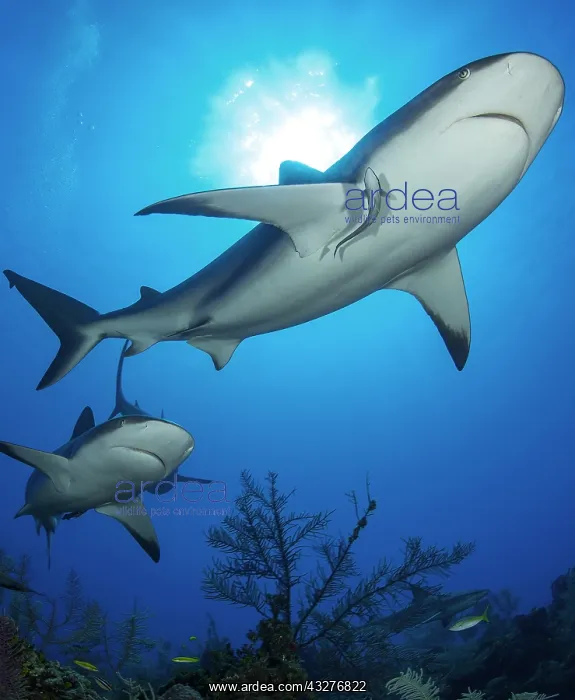  : Group of reef sharks (Carcharhinus perezi), Queen's