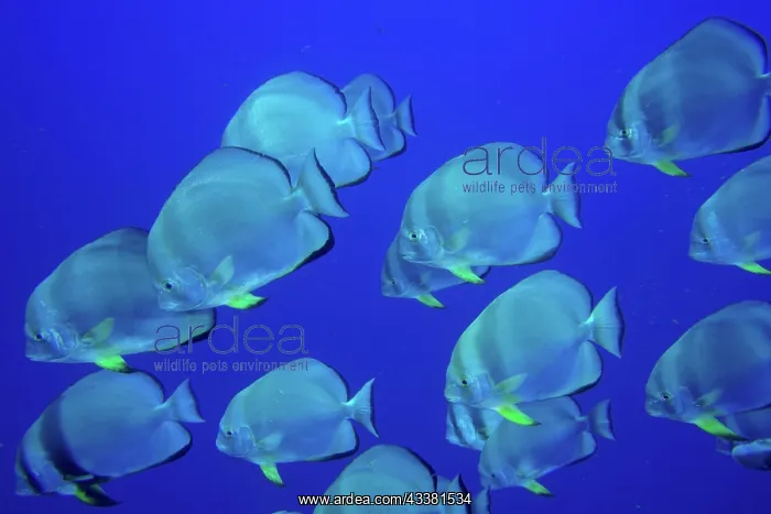 : Group of roundhead batfish (Platax orbicularis) : Group of roundhead batfish (Platax orbicularis)