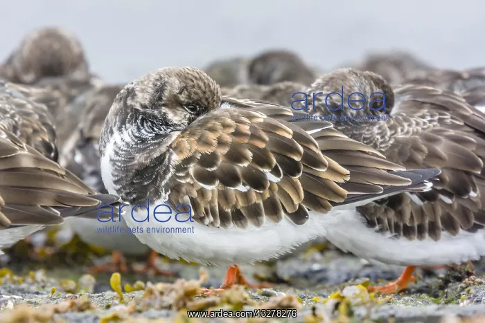 : Group of Ruddy Turnstones (Arenaria interpres) : Group of Ruddy Turnstones (Arenaria interpres)