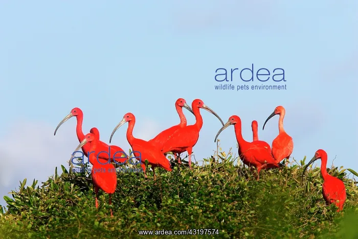 : Group of Scarlet Ibis (Eudocimus ruber), Coro Province : Group of Scarlet Ibis (Eudocimus ruber), Coro Province