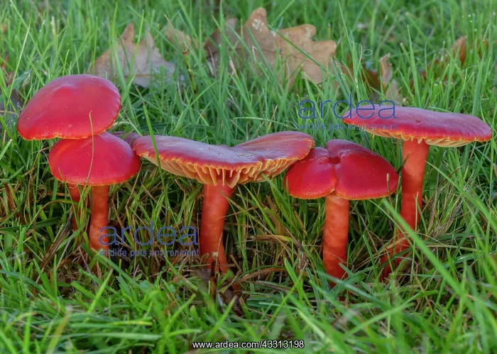 : Group of Scarlet waxcap, Hygrocybe coccinea, fun : Group of Scarlet waxcap, Hygrocybe coccinea, fun