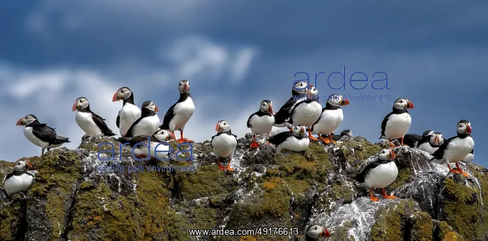 : Group Of Seabird Species Atlantic Puffin (Fratercula arctica) : Group Of Seabird Species Atlantic Puffin (Fratercula arctica)